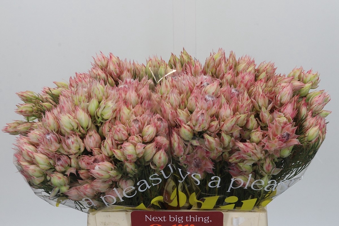 <h4>Blushing Bride Bridal Pink</h4>