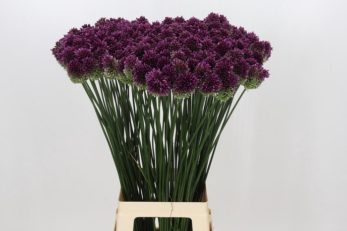 <h4>Allium Sphaerocephalon</h4>