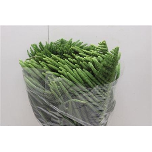 ARAUCARIA 500 GR