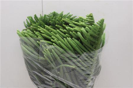 <h4>ARAUCARIA 500 GR</h4>