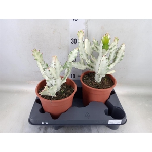 Euphorbia lactea