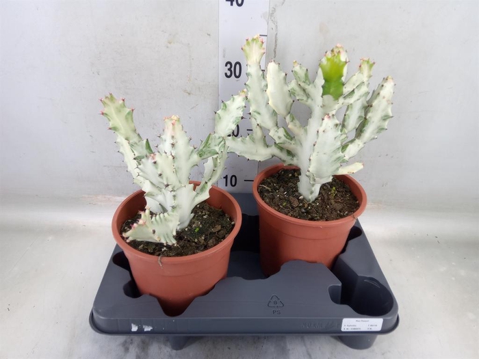 <h4>Euphorbia lactea</h4>