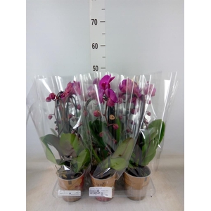 Phalaenopsis  'Elegant Cascade'