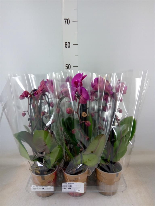 <h4>Phalaenopsis  'Elegant Cascade'</h4>