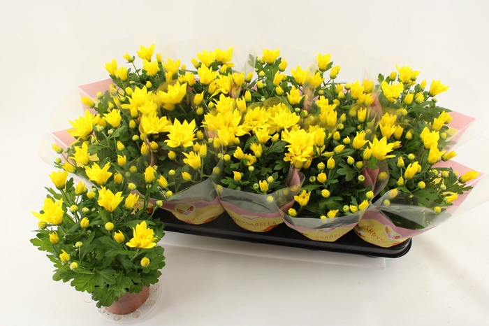 <h4>CHRYS HEAT YELLOW</h4>