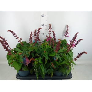 Salvia 'Salgoon Lake Flamingo'