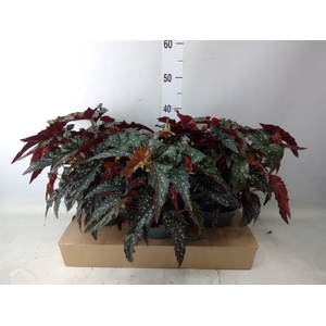 Begonia maculata