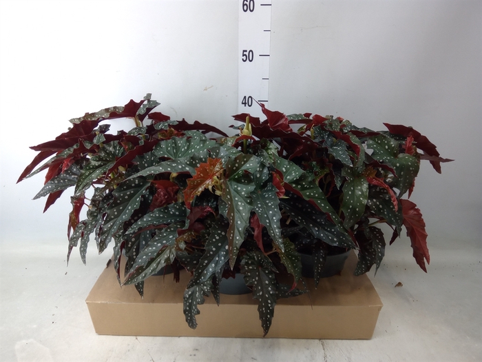 <h4>Begonia maculata</h4>