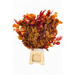 DECORGROEN KLB BS H%