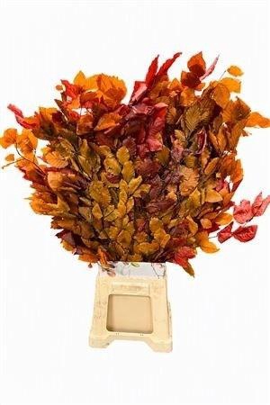 <h4>DECORGROEN KLB BS H%</h4>