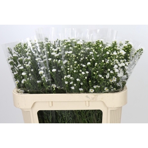 Aster Paquita