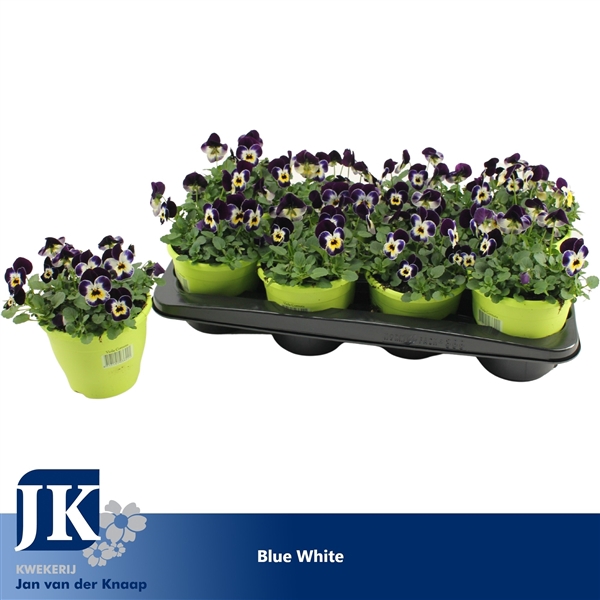 <h4>Viola Cornuta Blue White</h4>