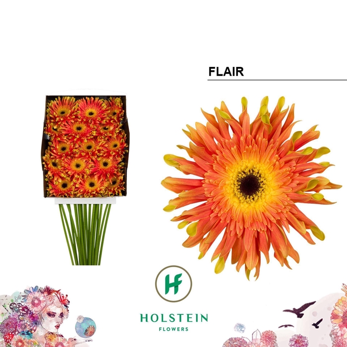 <h4>Gerbera GBK 'Gerpasta Flair'</h4>