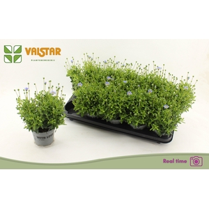 FELI AM FELICIT BLUE