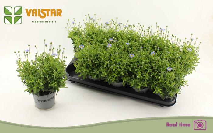 <h4>FELI AM FELICIT BLUE</h4>