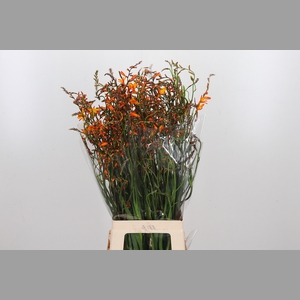 Crocosmia Grbl Lucifer