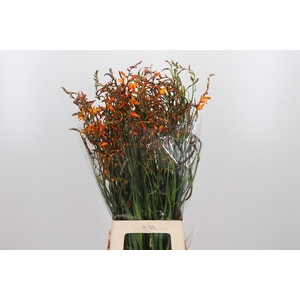 Crocosmia Grbl Lucifer