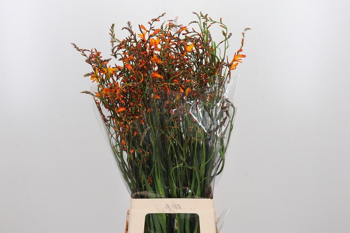 <h4>Crocosmia Grbl Lucifer</h4>