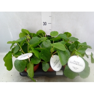 Pilea peperomoides