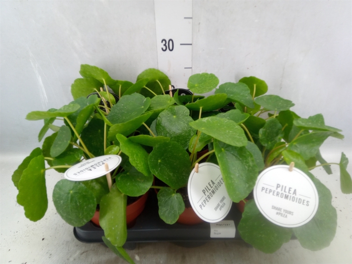 <h4>Pilea peperomoides</h4>