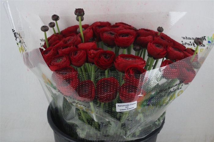 <h4>Ran Cloni Sup Tango</h4>