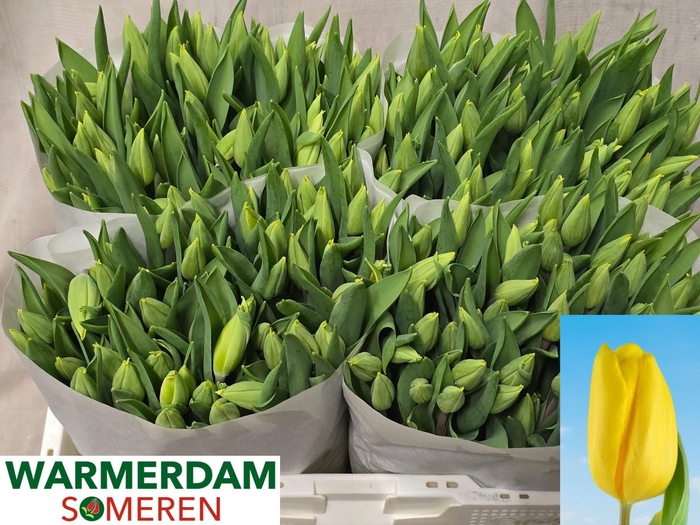 <h4>TU EN STRONG GOLD</h4>