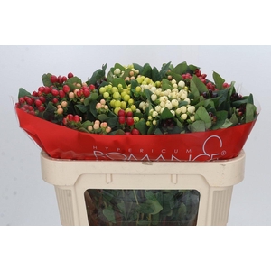 Hypericum Rainbow Romance Spray