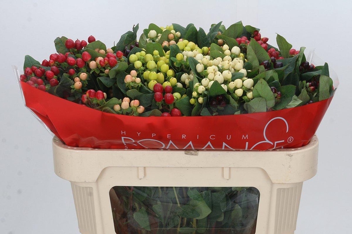 <h4>Hypericum Rainbow Romance Spray</h4>