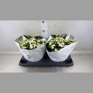 Kalanchoe blos. 'Perfecta White'