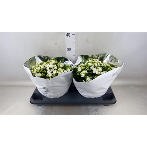 Kalanchoe blos. 'Perfecta White'