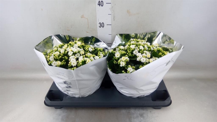 <h4>Kalanchoe blos. 'Perfecta White'</h4>