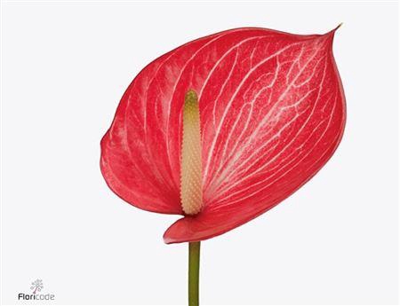 <h4>Anth A Caldonia</h4>