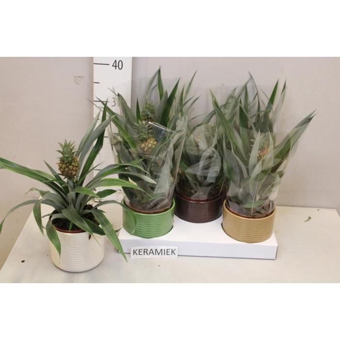 <h4>ANANAS ROSITA</h4>