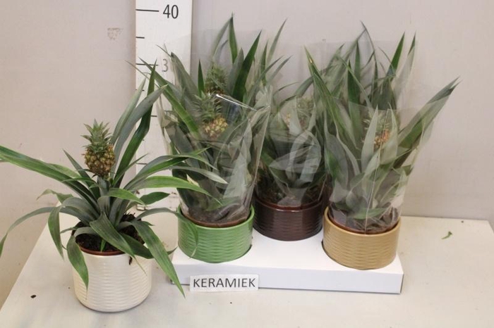 <h4>ANANAS ROSITA</h4>