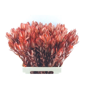 Leucad Procerum Spray Red (paint)