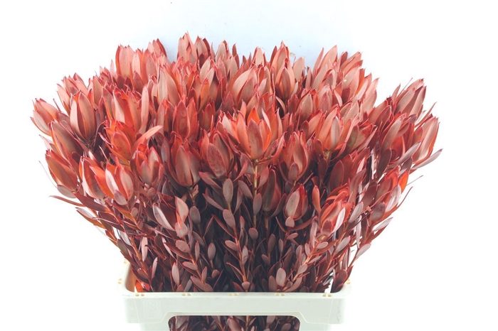 <h4>Leucad Procerum Spray Red (paint)</h4>
