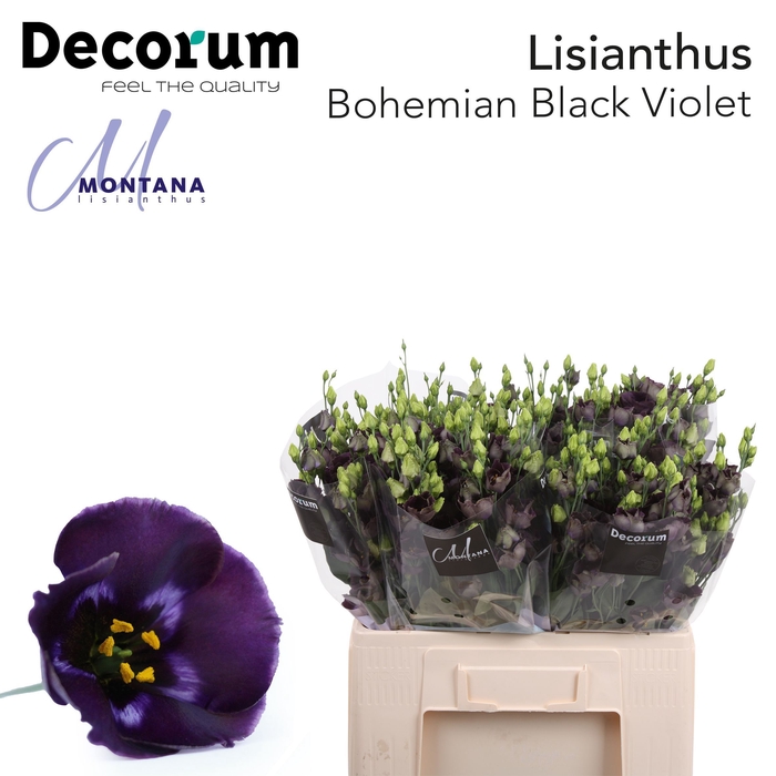 <h4>Lisianthus Bohemian black violet 60cm</h4>