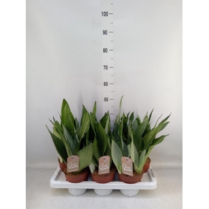 Sansevieria trifa. 'Moonshine'