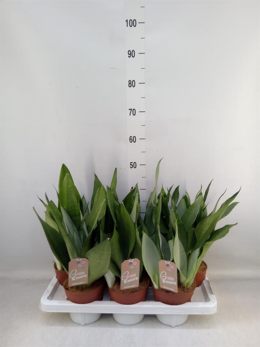 <h4>Sansevieria trifa. 'Moonshine'</h4>