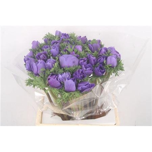 Anem. Mistral Blue X L