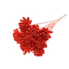 Shola New Beauty Rose Ø8cm on stem Coral