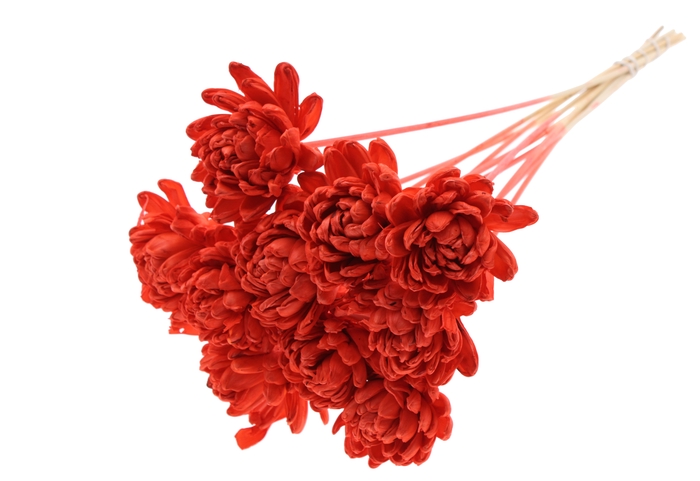 Shola New Beauty Rose Ø8cm on stem Coral