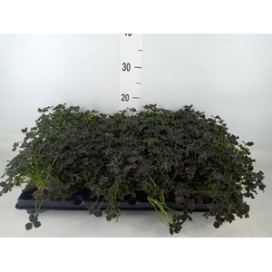 Trifolium repens 'Dark Debbie'