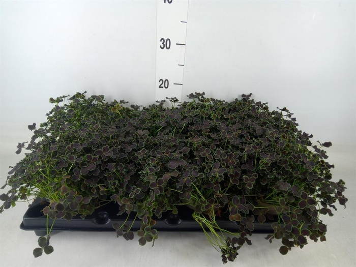 <h4>Trifolium repens 'Dark Debbie'</h4>