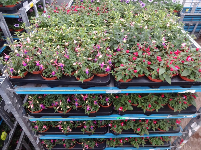 <h4>FUCHSIA MIXK</h4>