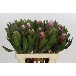 Protea Pink Ice