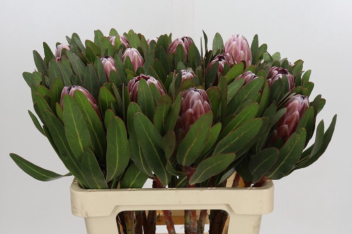 <h4>Protea Pink Ice</h4>
