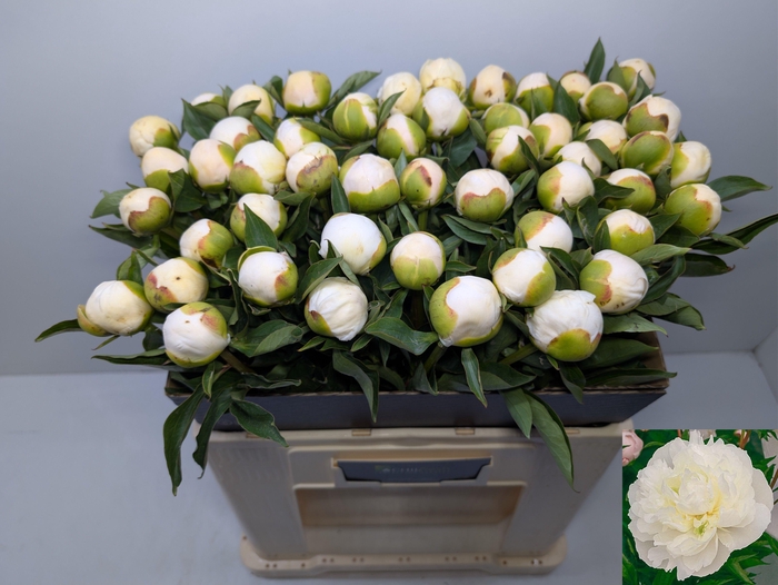 <h4>PAEO L DUCHES D NEMO</h4>