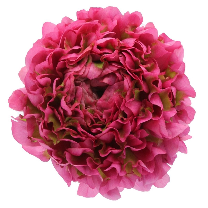 <h4>Ranunculus Pon Pon Fanny Extra</h4>