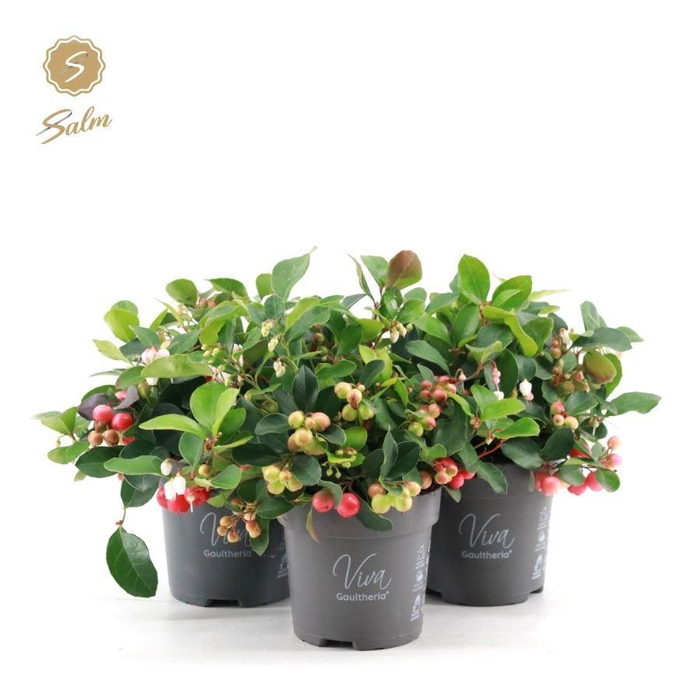 <h4>Viva Gaultheria pr. 'Big Berry'® P10</h4>